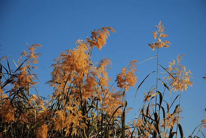 Schilf am Orange Fluss