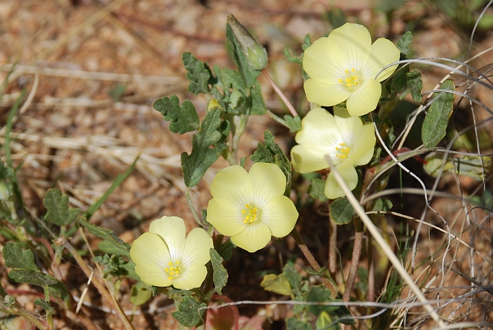 Gelbe Blumen in der Namuskluft