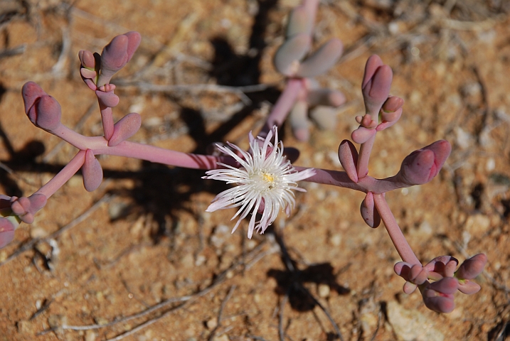 Weisse Blüte in der Namuskluft