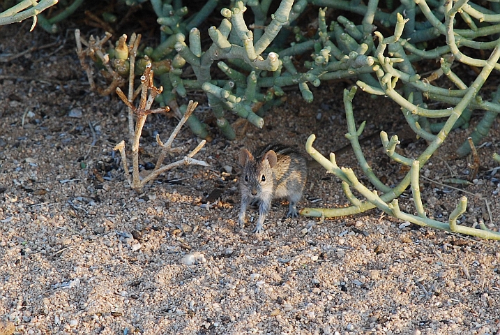 Vorwitzige Streifenmaus