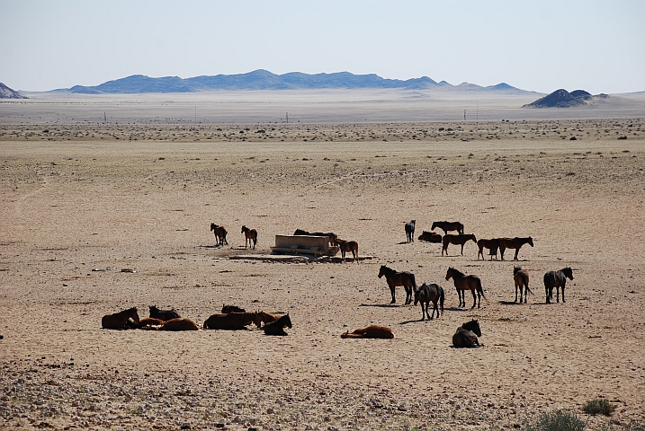 Die wilden Pferde der Namib am Garub Wasserloch