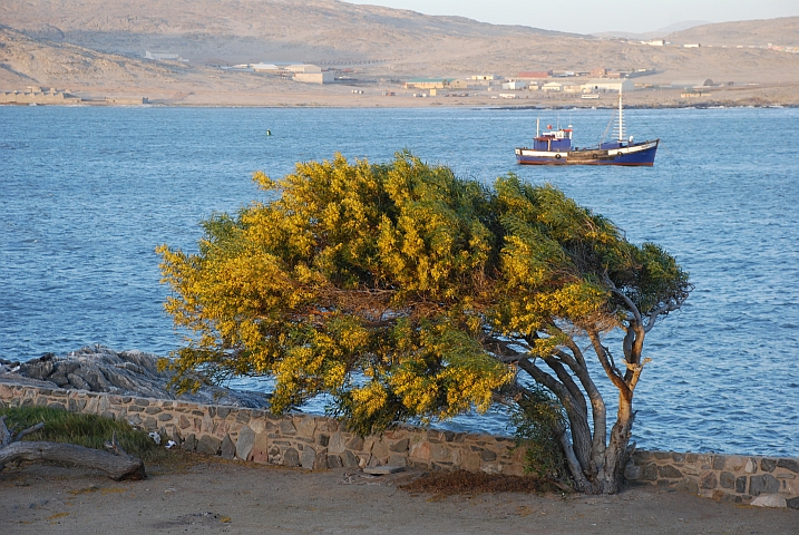 Vom Wind gebeugter Strauch beim Campingplatz