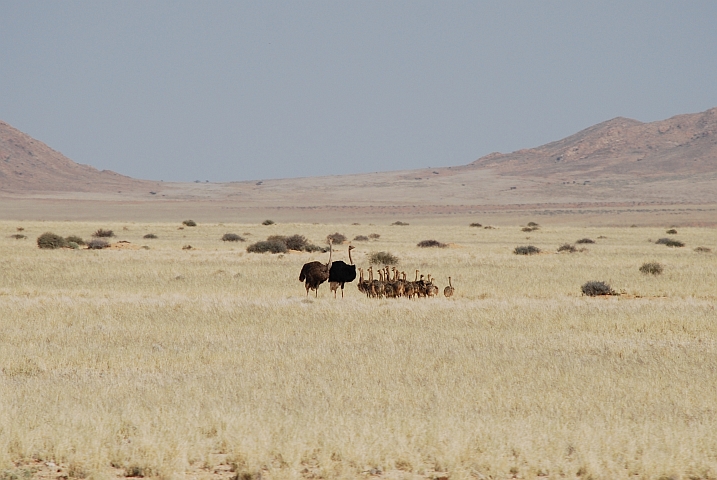 Grosse Straussenfamilie kurz vor Aus