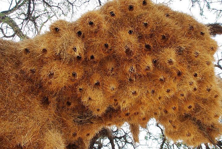 Grosses Siedelweber-Nest gleich neben unserem Schlafplatz