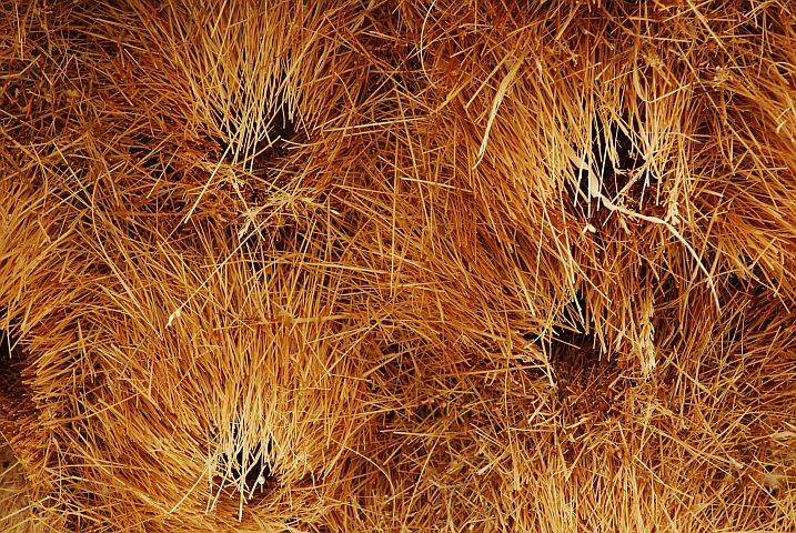 Eingänge zu den einzelnen Kammern eines grossen Siedelwebernestes