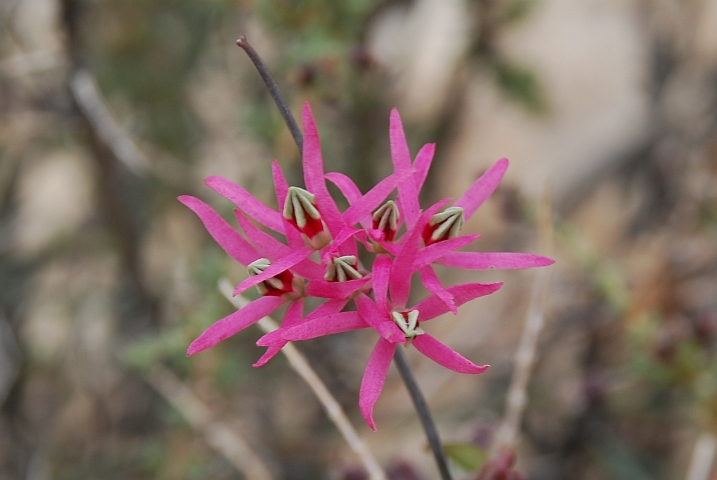 Kleine, filigrane, rosa Blüte