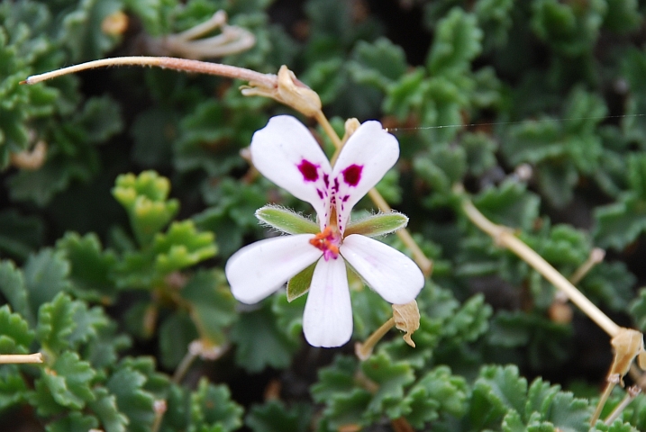 Orchidee-ähnliche Blüte