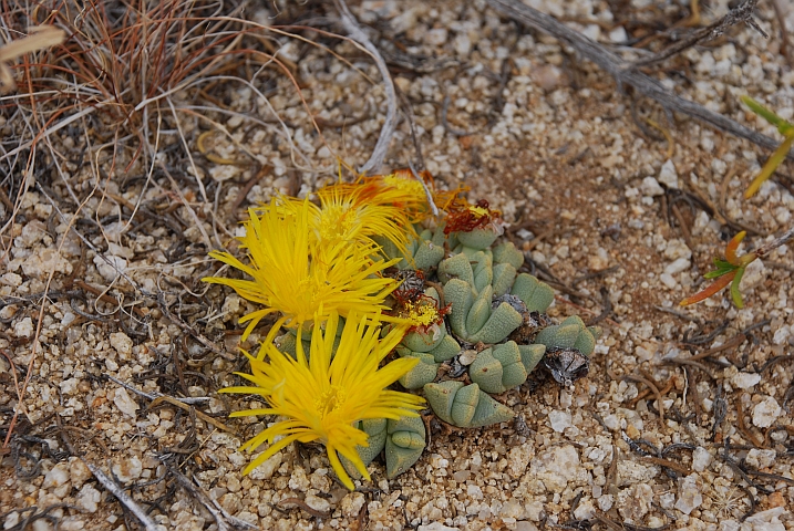 Blühende Sukkulente bei Aus