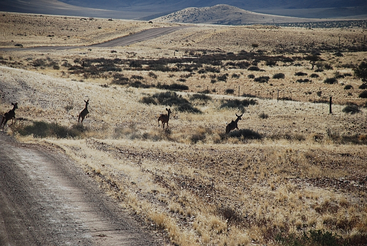 Kudus machen sich aus dem Staub