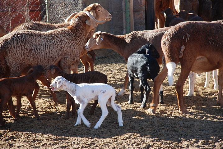 Lämmer suchen blökend ihre Mütter