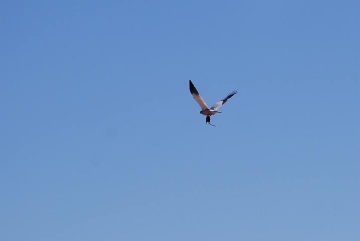 Ein Pale Chanting Goshawk (Weissbürzel-Singhabicht) entfliegt mit einer gefangenen Maus
