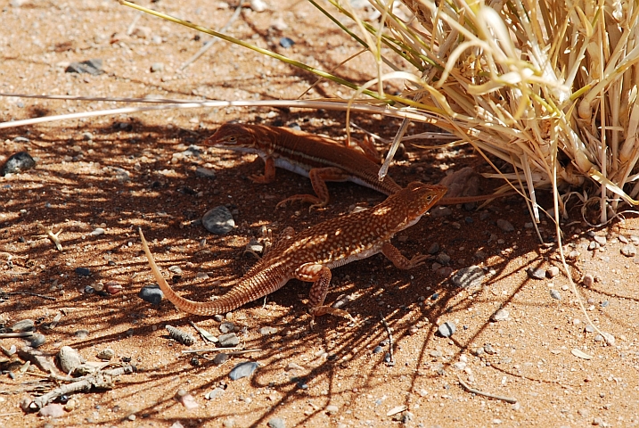 Zwei Eidechsen im Schatten eines Grasbüschels