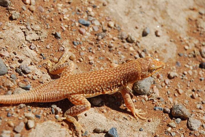 Eidechse bei der Düne 45