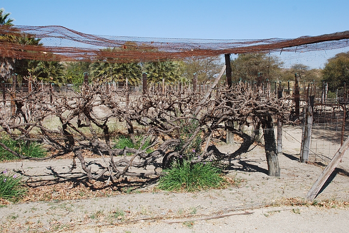 Alte Reben auf Neuras