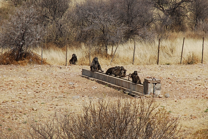 Paviane an einer Viehtränke
