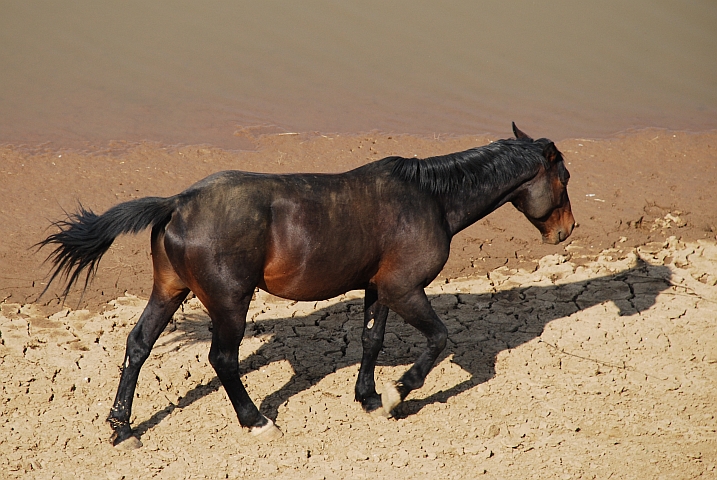 Der Hengst der fünf Pferde