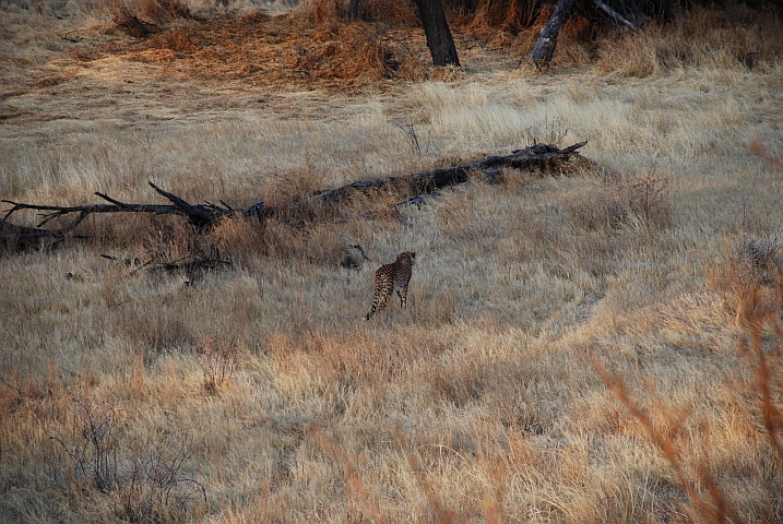 Der Gepard schleicht durchs Gehege