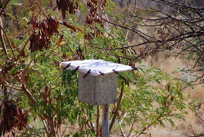 Unser Biltong, das zum Trocknen auf einem Laternenpfosten ist