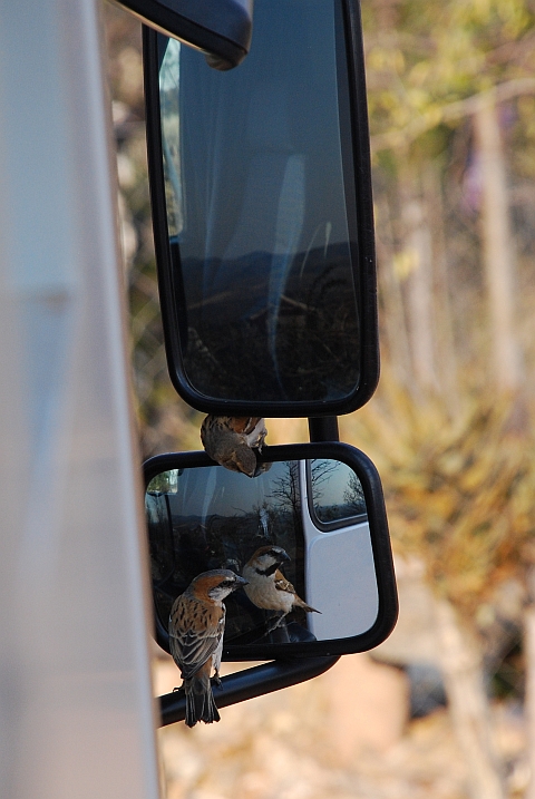 Zwei Great Sparrows (Rotbrauner Sperling) picken an Obelix Seitenspiegeln herum