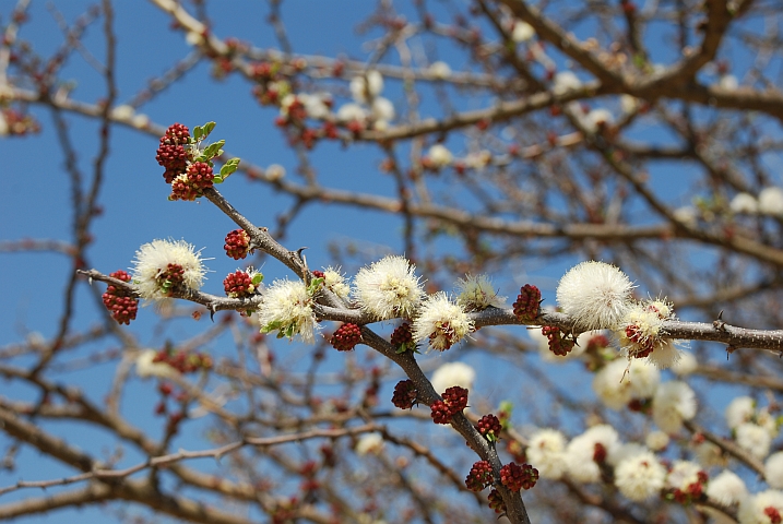 Namibische Frühlingszweige, beinahe wie Weidenkätzchen