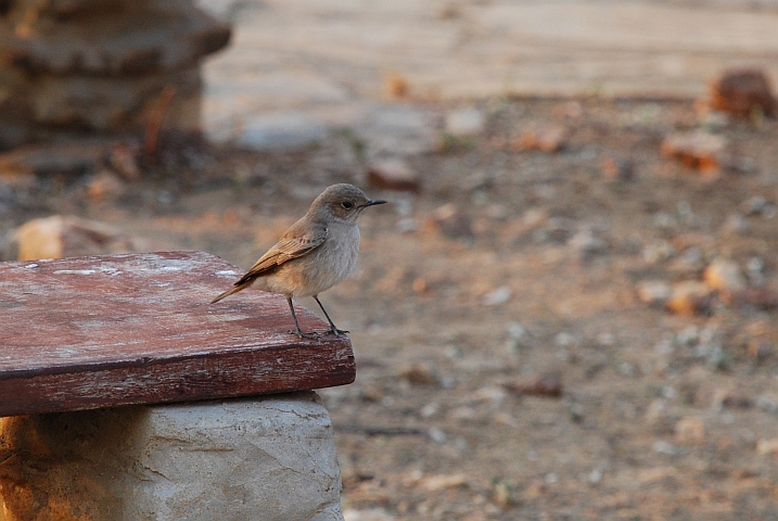 Familiar Chat (Rotschwanzschmätzer)