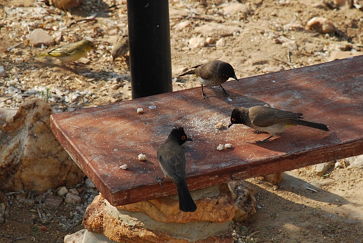 Red-eyed Bulbul (Maskenbülbül) schnabulieren unsere alten Brotstücklein