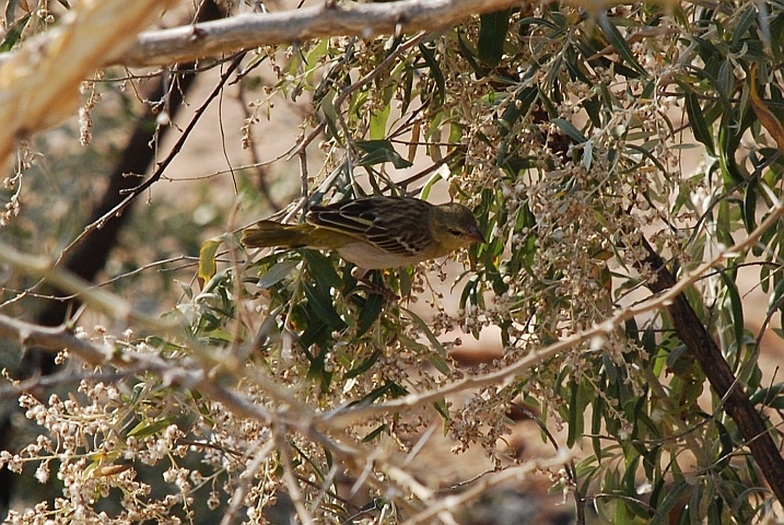 Southern Masked Waver (Maskenweber)