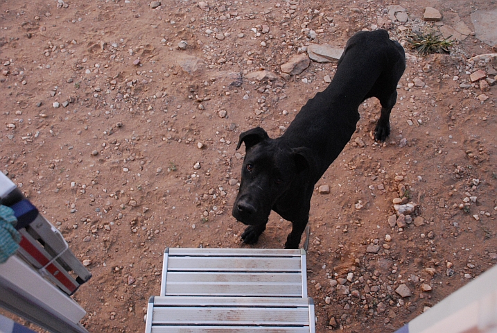 Schwarze Dogge vor dem MGD Eingang