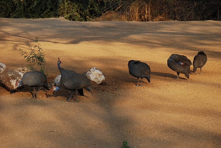 Helmeted Gunieafowl (Helmperlhühner)