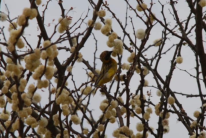 Ein Southern Masked Weaver (Maskenweber) im Übergangskleid