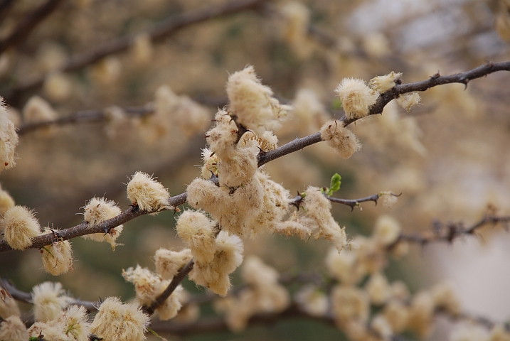 Zweig mit Blüten fast wie Weidenkätzchen