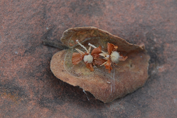 Kleine Blüten am Waterberg