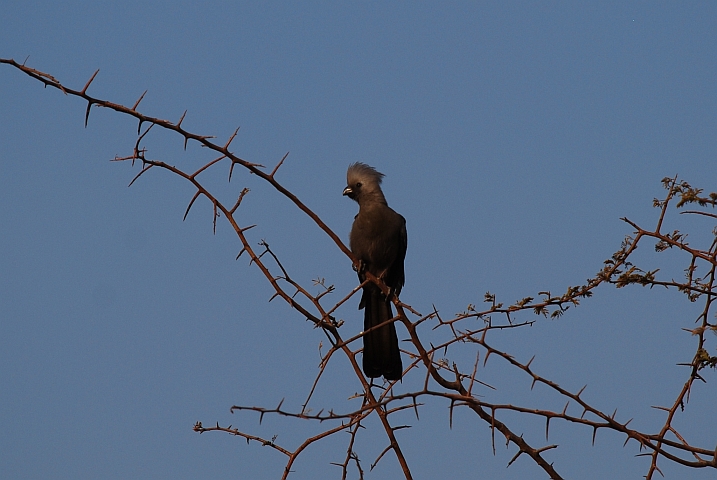 Grey Go-away-bird (Graulärmvogel)