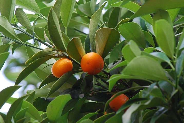 Kumquats, eine Art Miniaturorangen