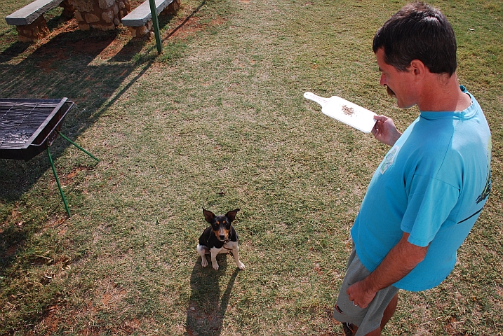 Der kleine Hund bettelt um Brosamen