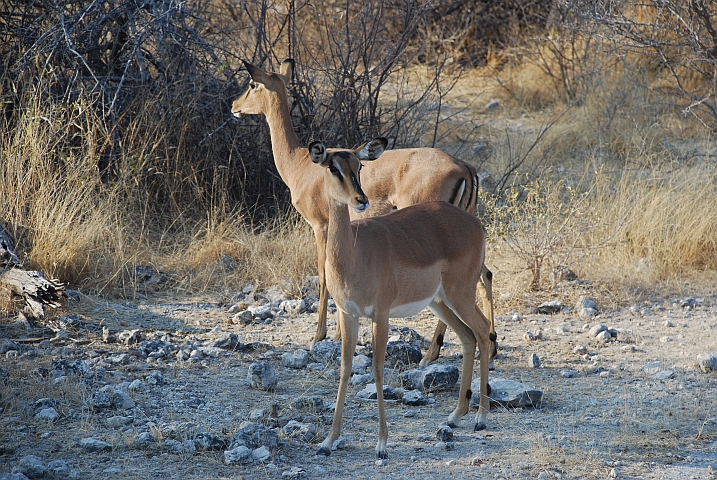 Blackfaced Impala, die seltenere Impala-Art