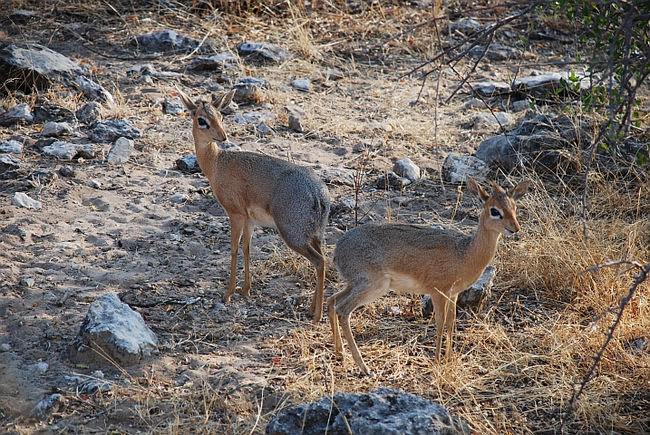 Zwei Damara Dik-Diks am Dik-Dik Drive bei Namutoni im Etosha Nationalpark