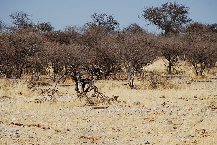Die Löwin vom Klein Okevi Wasserloch