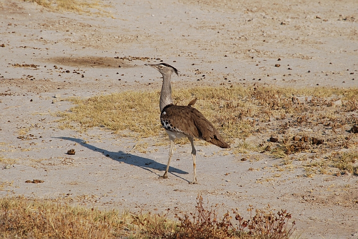 Kori Bustard (Riesentrappe)