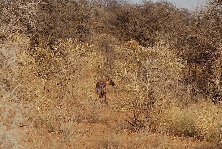 Tüpfelhyäne, die sich in die Büsche schlägt