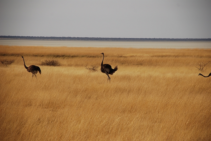 Strausse am Rand der östlichen Etosha Pan bei Stinkwater
