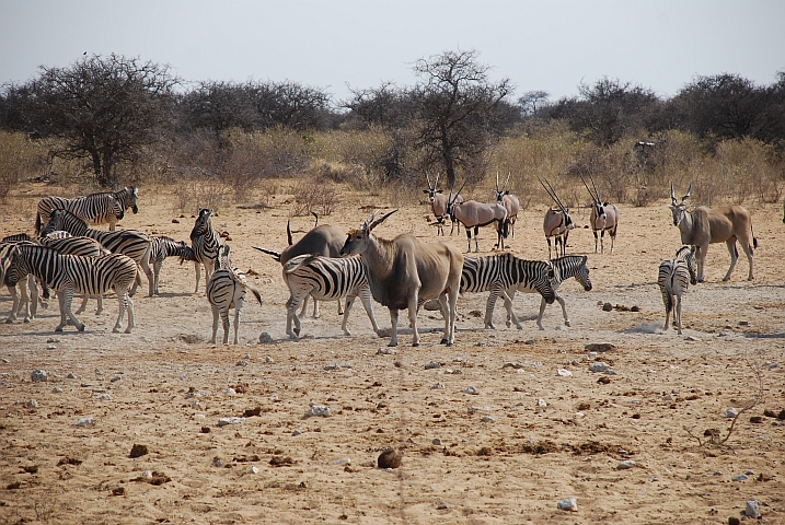 Eland, Zebras und Oryx am Tsumcor Wasserloch im Osten des Etosha Nationalparks