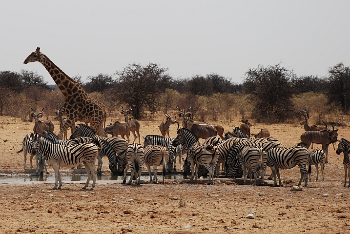 Kudus, Zebras und Giraffe am Tsumcor Wasserloch