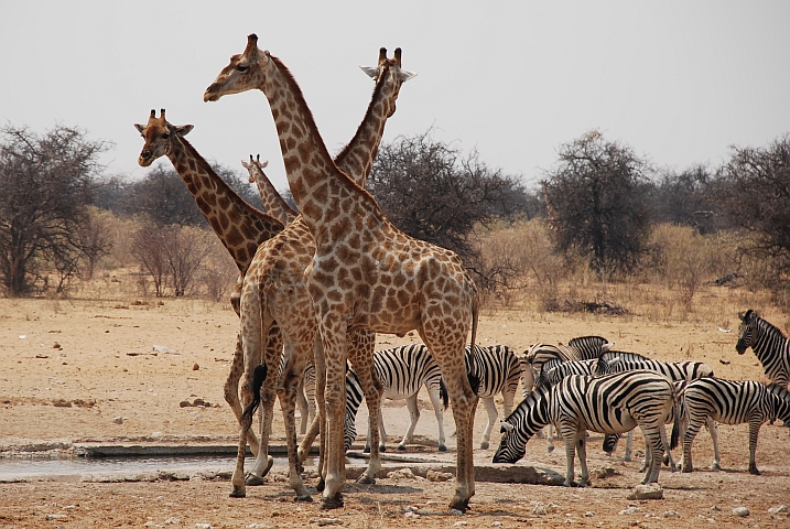 Vier Giraffen und einige Zebras am Tsumcor Wasserloch