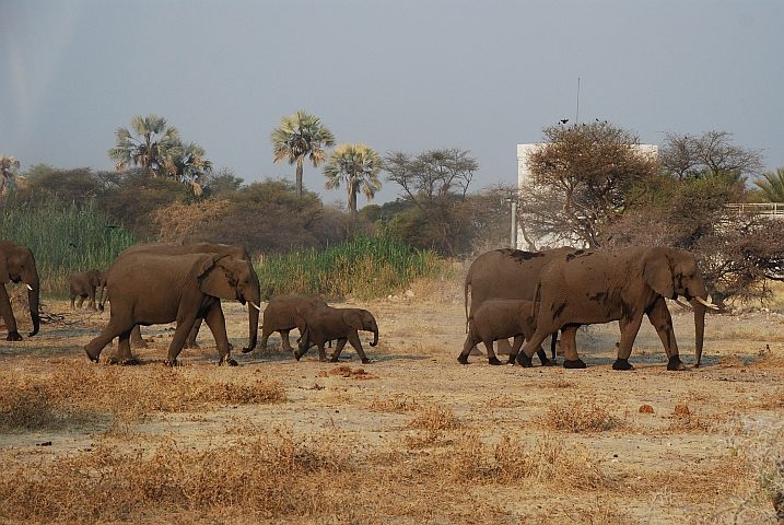 Elefanten in jeder Grösse gleich ausserhalb des Fort