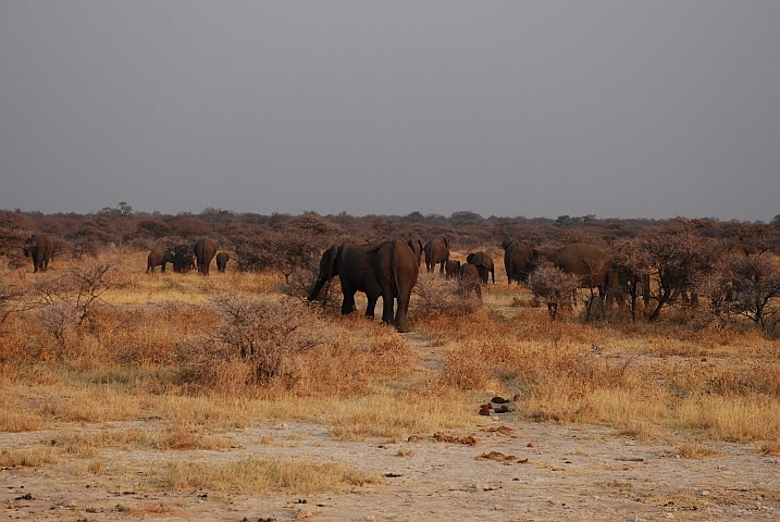 Die Elefanten ziehen im Abendlicht wieder in den Busch