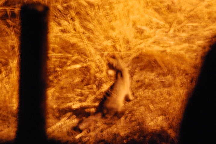 Die Afrikanische Wildkatze im Scheinwerferlicht am Jagen