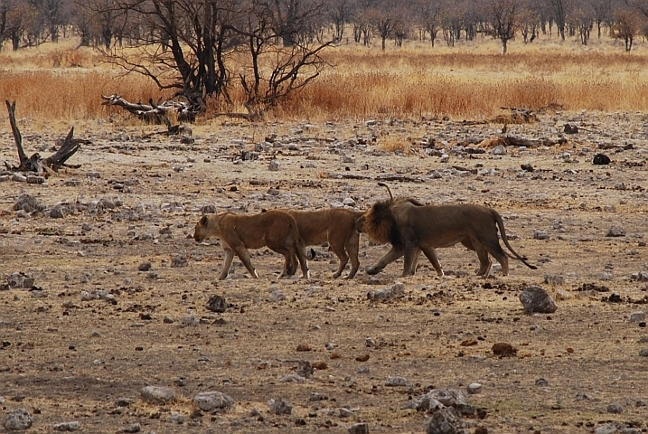 Löwinnen und Löwen