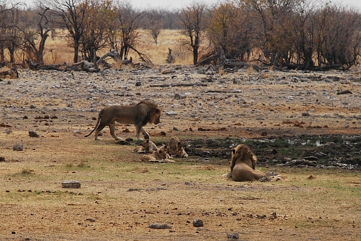 Grosse und kleine Löwen