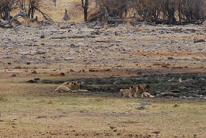 Löwenkinder am Wasserloch von Rietfontein